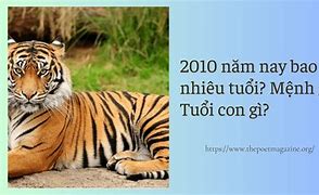 2010 Năm Nay Mấy Tuổi 2024